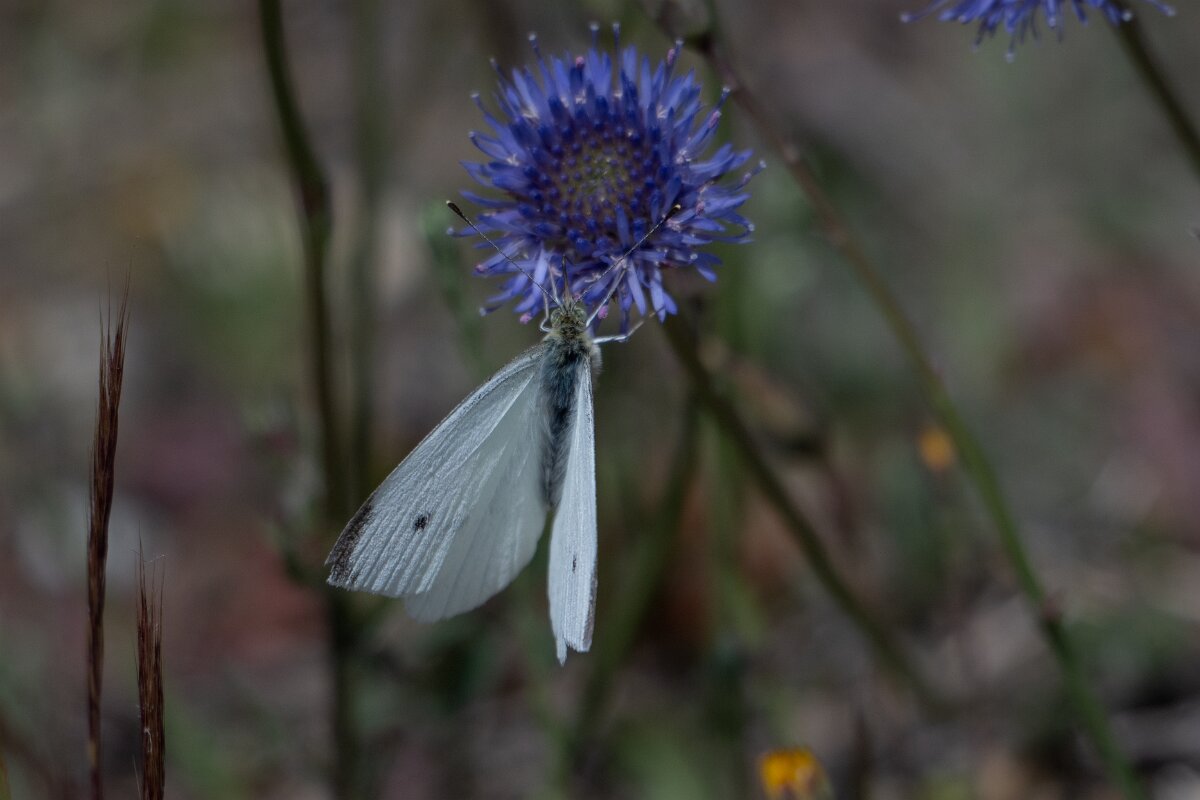 DPPhotography - Extremadura - Small white - D.jpg - Small white, Pieris rapae - Rio Tormes, Castilla y León