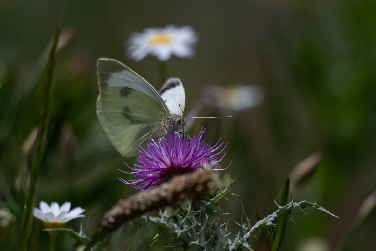 DPPhotography - Extremadura - Small white - E.jpg - Small white, Pieris rapae - Rio Tormes, Castilla y León