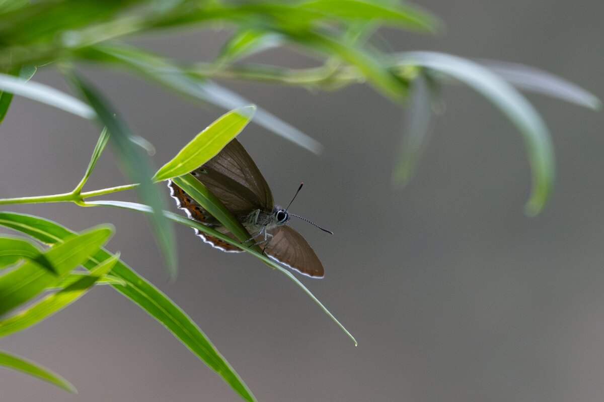 DPPhotography - Extremadura - Spanish purple hairstreak - A.jpg - Spanish purple hairstreak, Laeosopis roboris - Portilla del Tietar, Extremadura