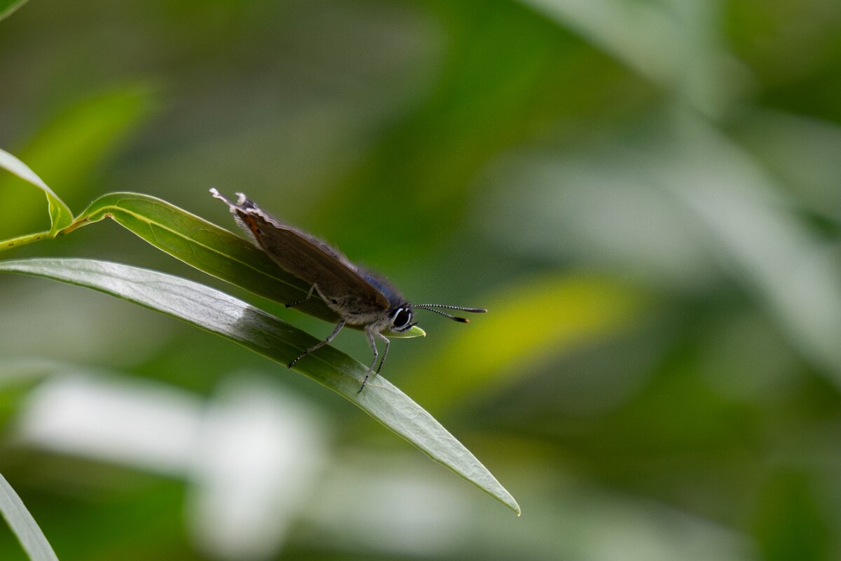 DPPhotography - Extremadura - Spanish purple hairstreak - B.jpg - Spanish purple hairstreak, Laeosopis roboris - Portilla del Tietar, Extremadura