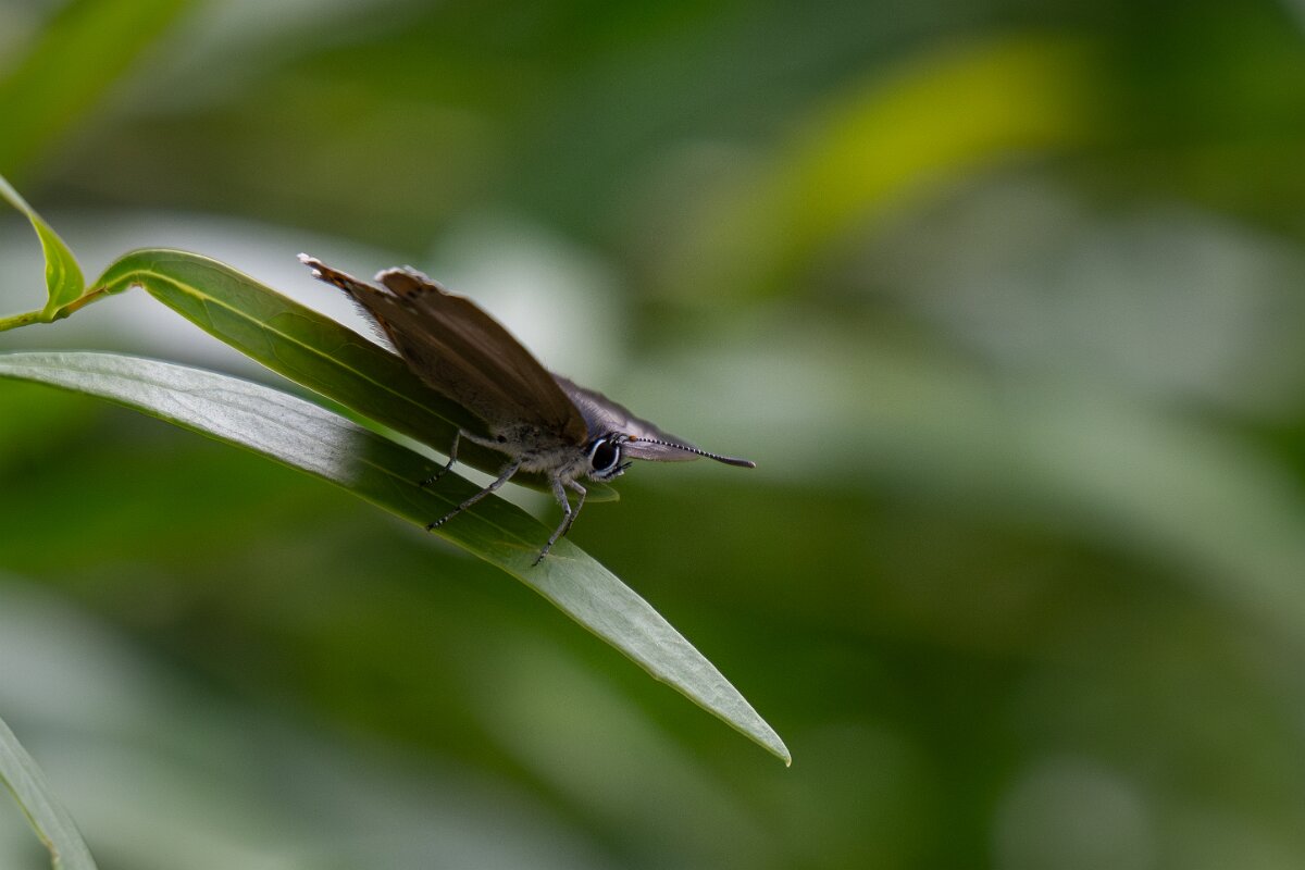 DPPhotography - Extremadura - Spanish purple hairstreak - C.jpg - Spanish purple hairstreak, Laeosopis roboris - Portilla del Tietar, Extremadura