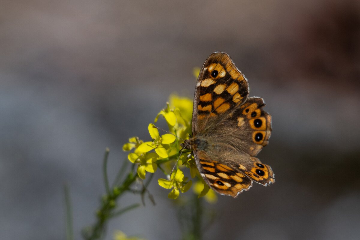DPPhotography - Extremadura - Speckled wood - B.jpg - Speckled wood, Pararge aegeria - Rio Tormes, Castilla y León