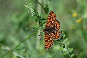 DPPhotography - Extremadura - Marsh fritillary - B