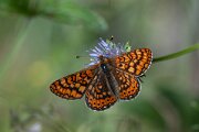 DPPhotography - Extremadura - Marsh fritillary - D