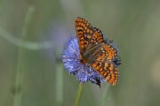 DPPhotography - Extremadura - Marsh fritillary - G