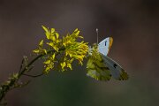 DPPhotography - Extremadura - Provence orange tip - D