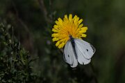 DPPhotography - Extremadura - Small white - B