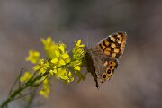 DPPhotography - Extremadura - Speckled wood - A
