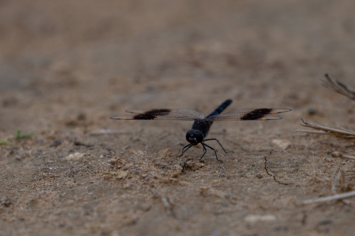 DPPhotography - Andalucia - Banded groundling, Brachythemis leucosticta - B.jpg - Banded groundling, Brachythemis leucosticta - Doñana National Park