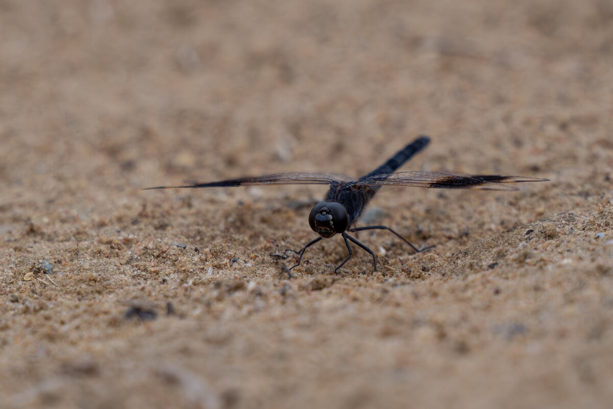 DPPhotography - Andalucia - Banded groundling, Brachythemis leucosticta - E.jpg - Banded groundling, Brachythemis leucosticta - Doñana National Park