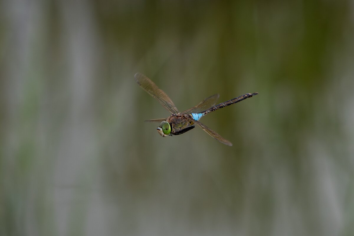 DPPhotography - Andalucia - Lesser emperor - B.jpg - Lesser emperor, Anax parthenope - Doñana National Park