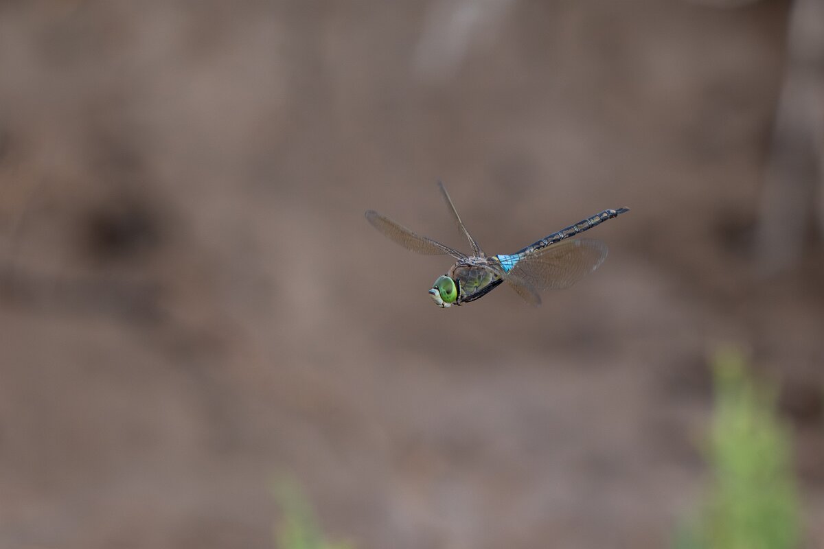 DPPhotography - Andalucia - Lesser emperor - F.jpg - Lesser emperor, Anax parthenope - Doñana National Park