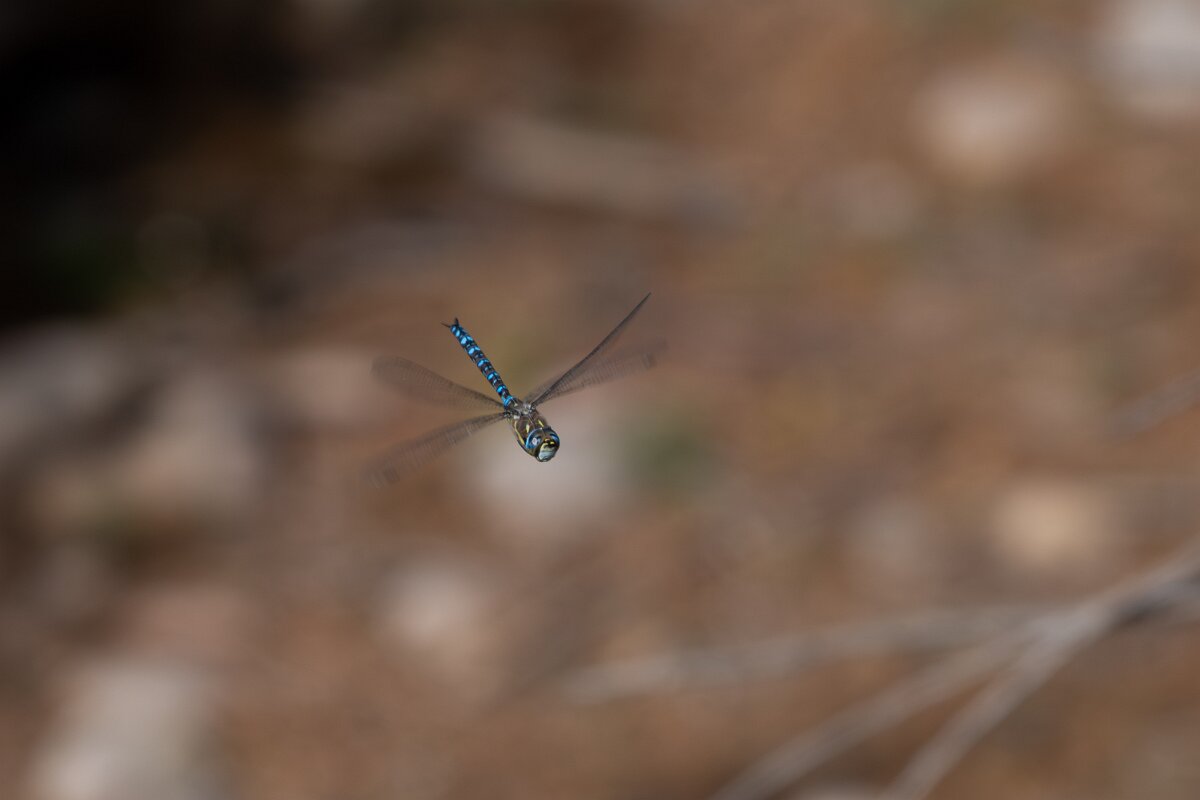 DPPhotography - Andalucia - Migrant hawker - A.jpg - Migrant hawker, Aeshna mixtae - Doñana National Park