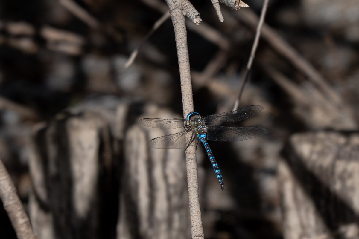 DPPhotography - Andalucia - Migrant hawker - C.jpg - Migrant hawker, Aeshna mixtae - Doñana National Park