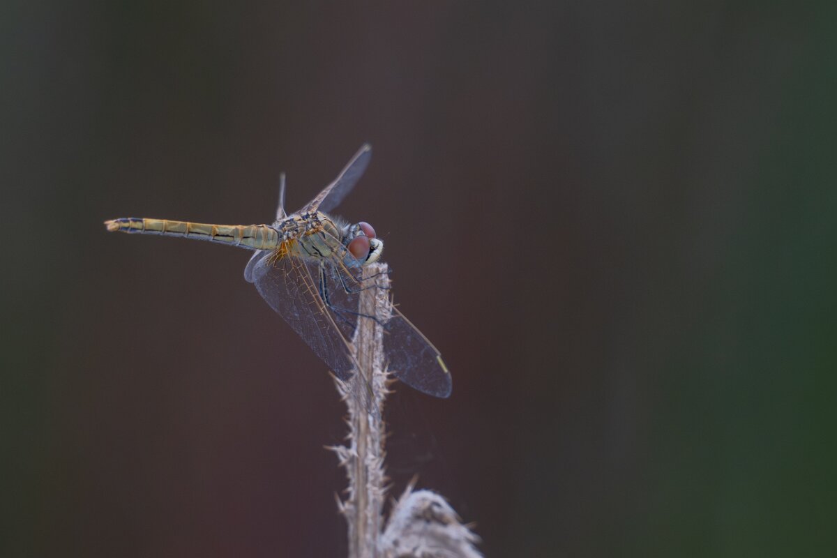 DPPhotography - Andalucia - Red-veined darter - A.jpg - Red-veined darter, Sympetrum fonscolombii, female - Doñana National Park