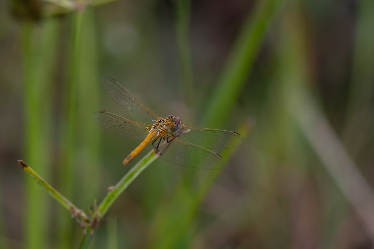 DPPhotography - Andalucia - Red-veined darter - C.jpg - Red-veined darter, Sympetrum fonscolombii, female - Doñana National Park