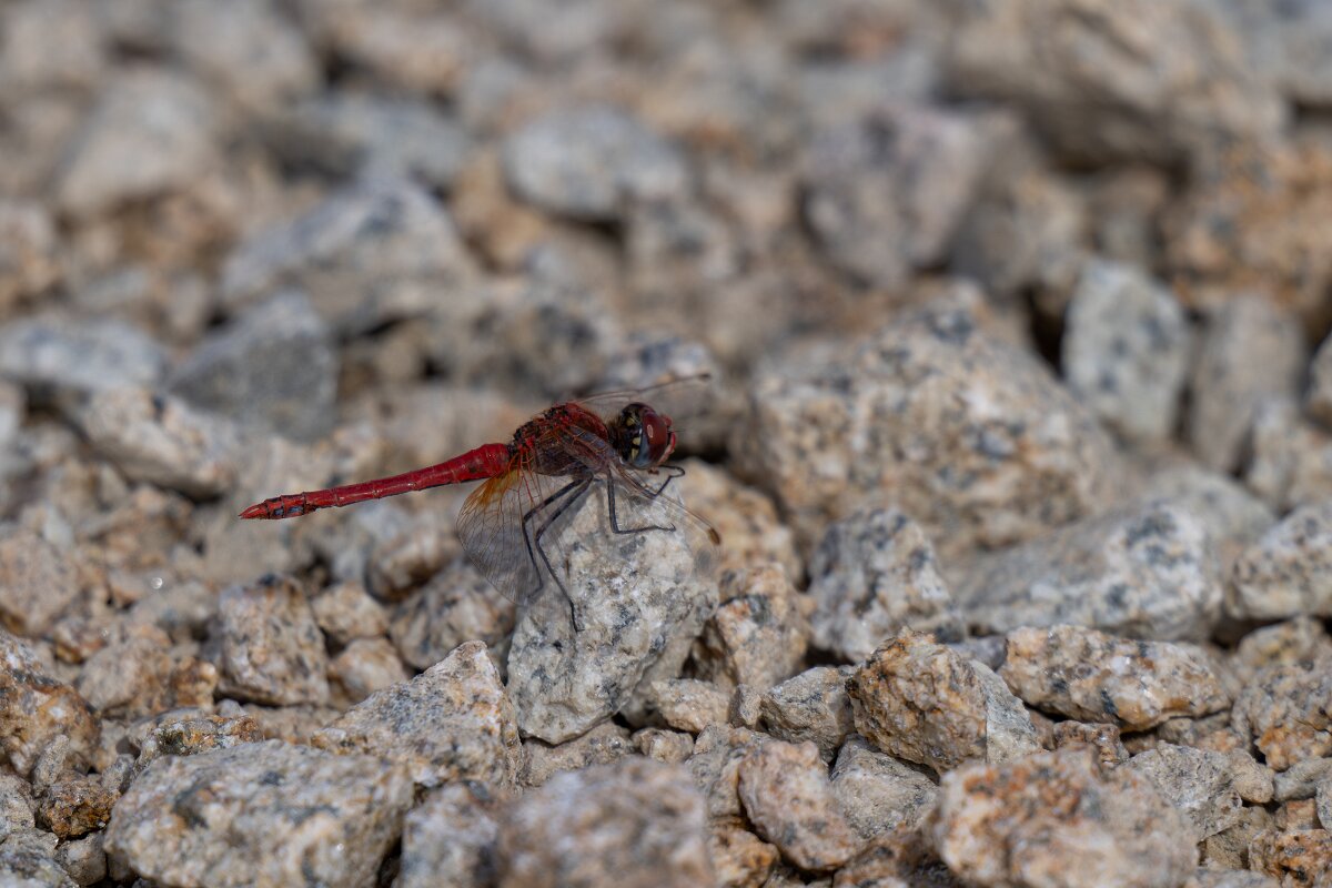 DPPhotography - Andalucia - Red-veined darter - E.jpg - Red-veined darter, Sympetrum fonscolombii, male - Doñana National Park