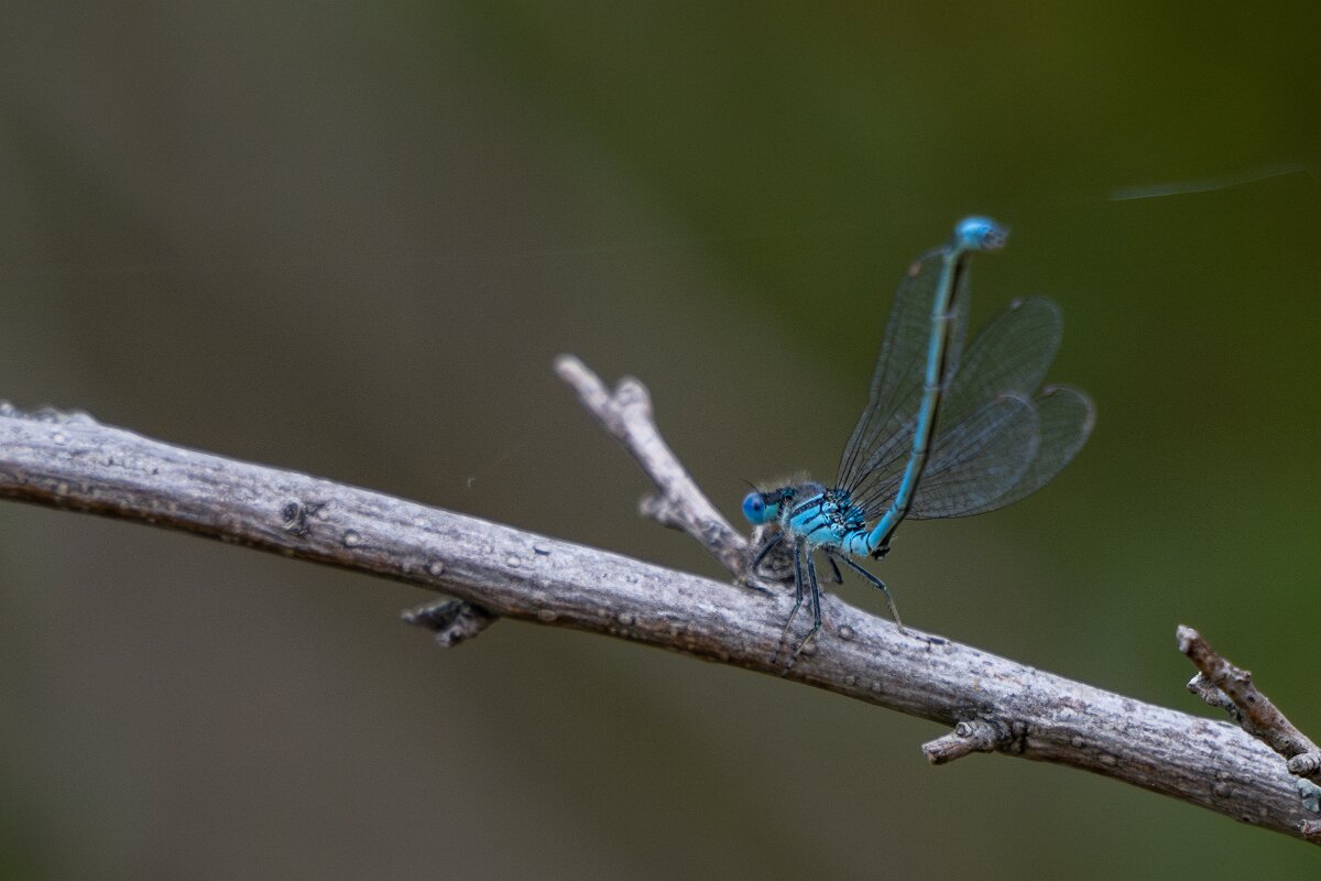 DPPhotography - Extremadura - Blue-eye - B.jpg - Blue-eye, Erythromma lindenii - Molino harinero, Embalse de Jose Maria de Oriol