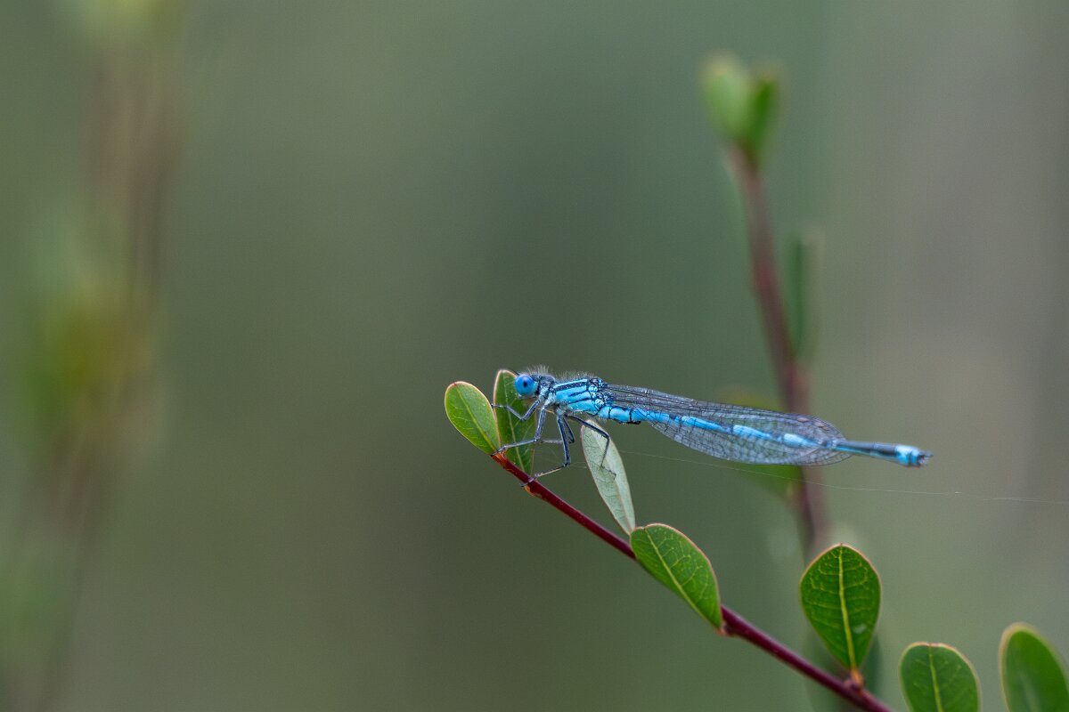 DPPhotography - Extremadura - Blue-eye - C.jpg - Blue-eye, Erythromma lindenii - Molino harinero, Embalse de Jose Maria de Oriol