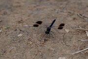 DPPhotography - Andalucia - Banded groundling, Brachythemis leucosticta - A