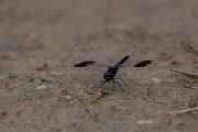 DPPhotography - Andalucia - Banded groundling, Brachythemis leucosticta - B