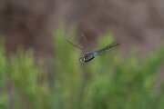 DPPhotography - Andalucia - Lesser emperor - C