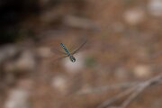 DPPhotography - Andalucia - Migrant hawker - A