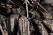 DPPhotography - Andalucia - Migrant hawker - C