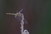 DPPhotography - Andalucia - Red-veined darter - A