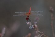 DPPhotography - Andalucia - Red-veined darter - B