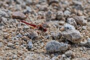 DPPhotography - Andalucia - Red-veined darter - D