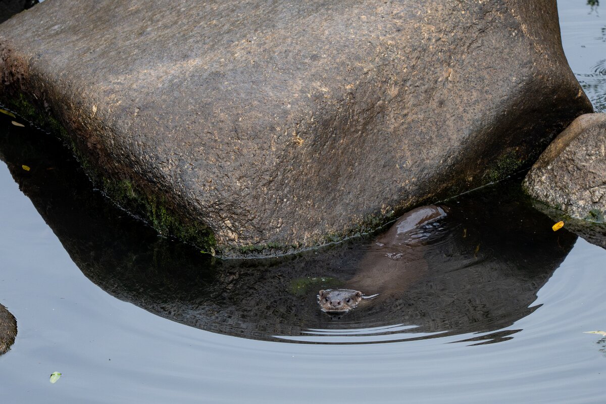 DPPhotography - Andalucia - Eurasian otter - C.jpg - Eurasian otter, Lutra lutra - Sierra de Andújar