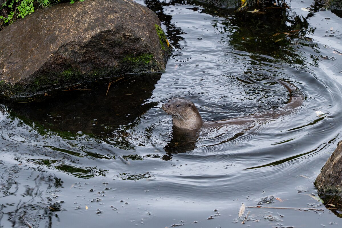 DPPhotography - Andalucia - Eurasian otter - F.jpg - Eurasian otter, Lutra lutra - Sierra de Andújar