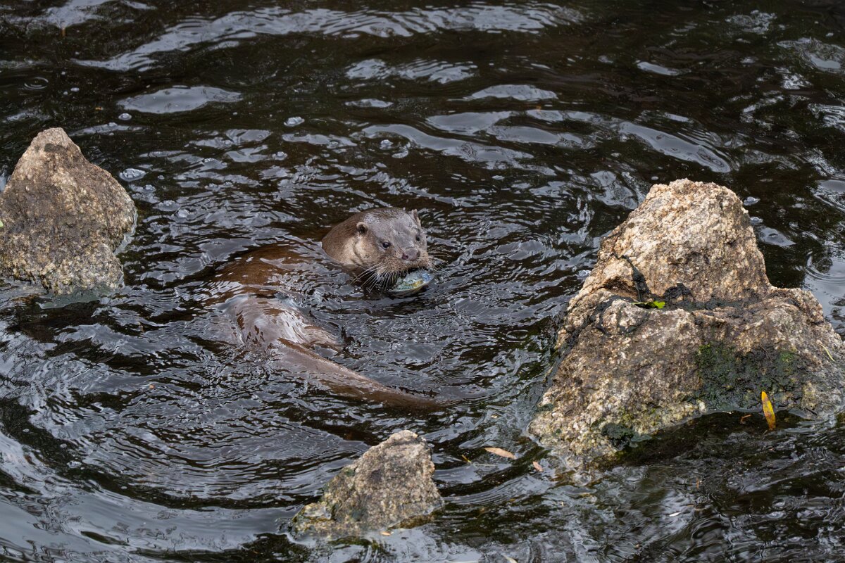 DPPhotography - Andalucia - Eurasian otter - I.jpg - Eurasian otter, Lutra lutra - Sierra de Andújar
