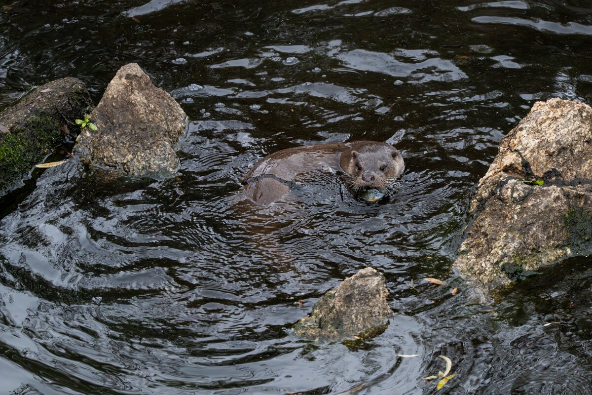 DPPhotography - Andalucia - Eurasian otter - J.jpg - Eurasian otter, Lutra lutra - Sierra de Andújar