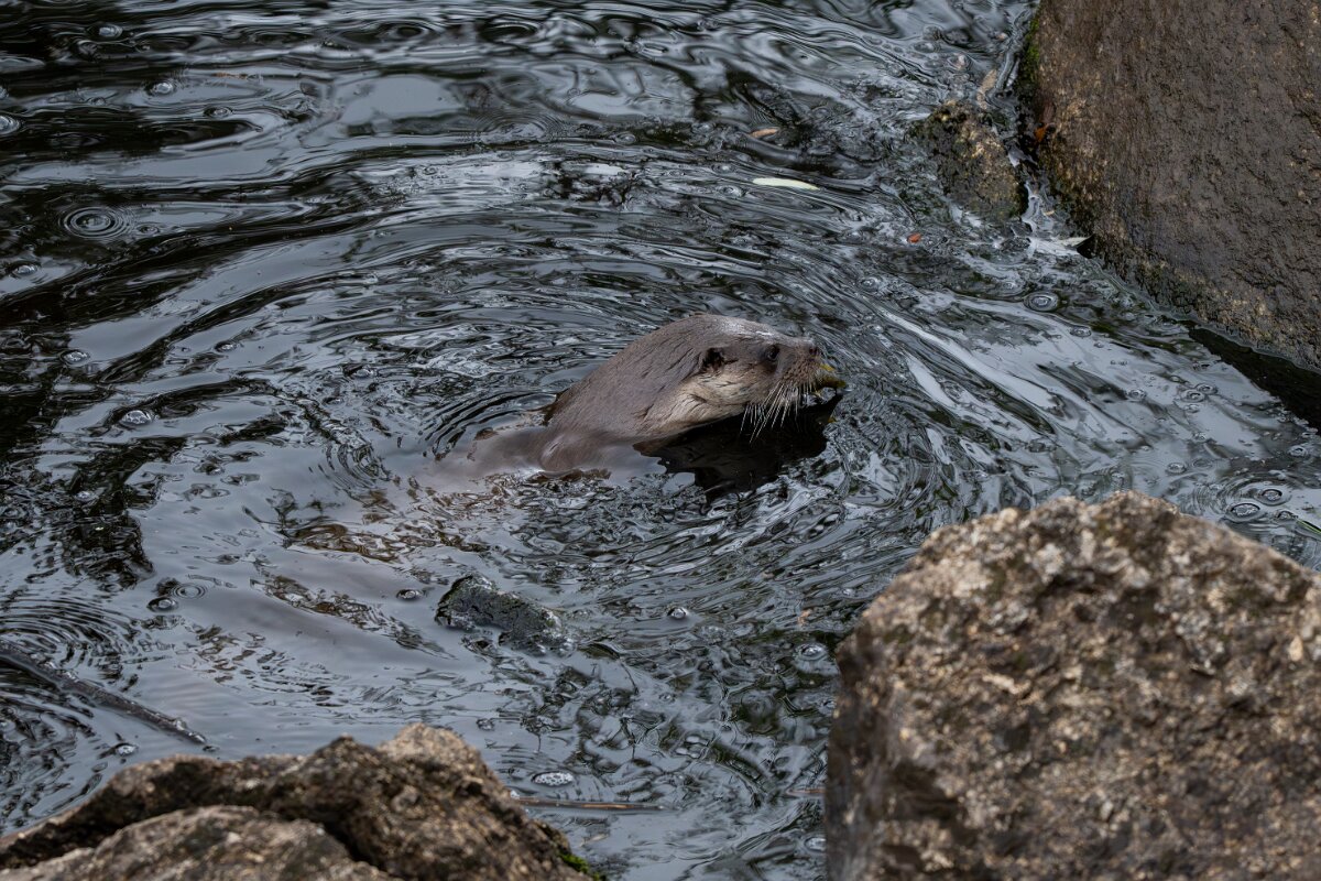 DPPhotography - Andalucia - Eurasian otter - L.jpg - Eurasian otter, Lutra lutra - Sierra de Andújar
