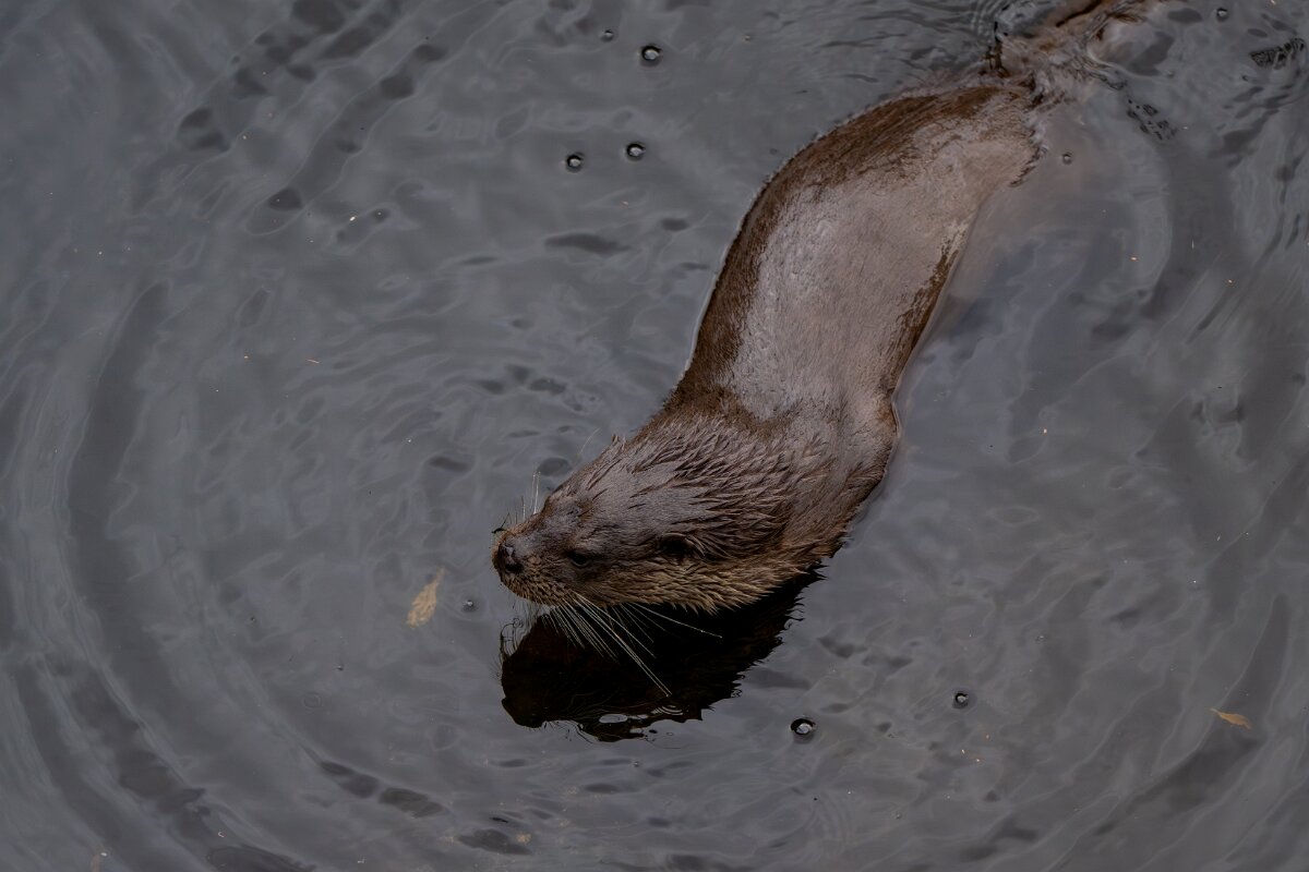 DPPhotography - Andalucia - Eurasian otter - P.jpg - Eurasian otter, Lutra lutra - Sierra de Andújar