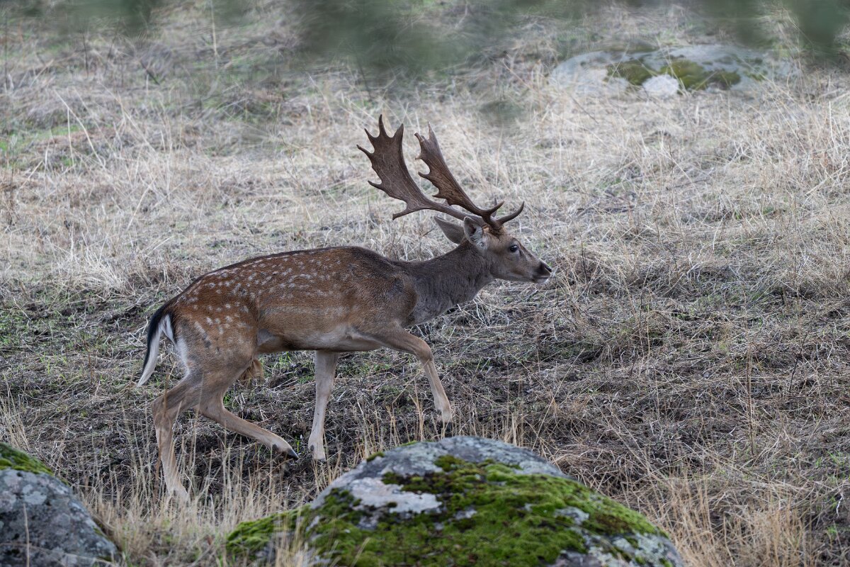 DPPhotography - Andalucia - Fallow deer - A.jpg - Fallow deer, Dama dama - Sierra de Andújar