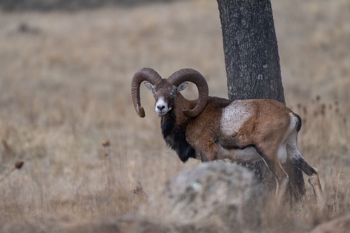 DPPhotography - Andalucia - Mouflon - A.jpg - Mouflon, Ovis gmelini - Sierra de Andújar