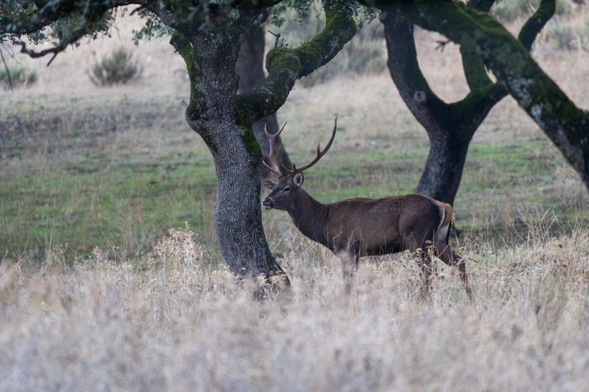 DPPhotography - Andalucia - Red deer - C.jpg - Red deer, Cervus elaphus, male - Sierra de Andújar