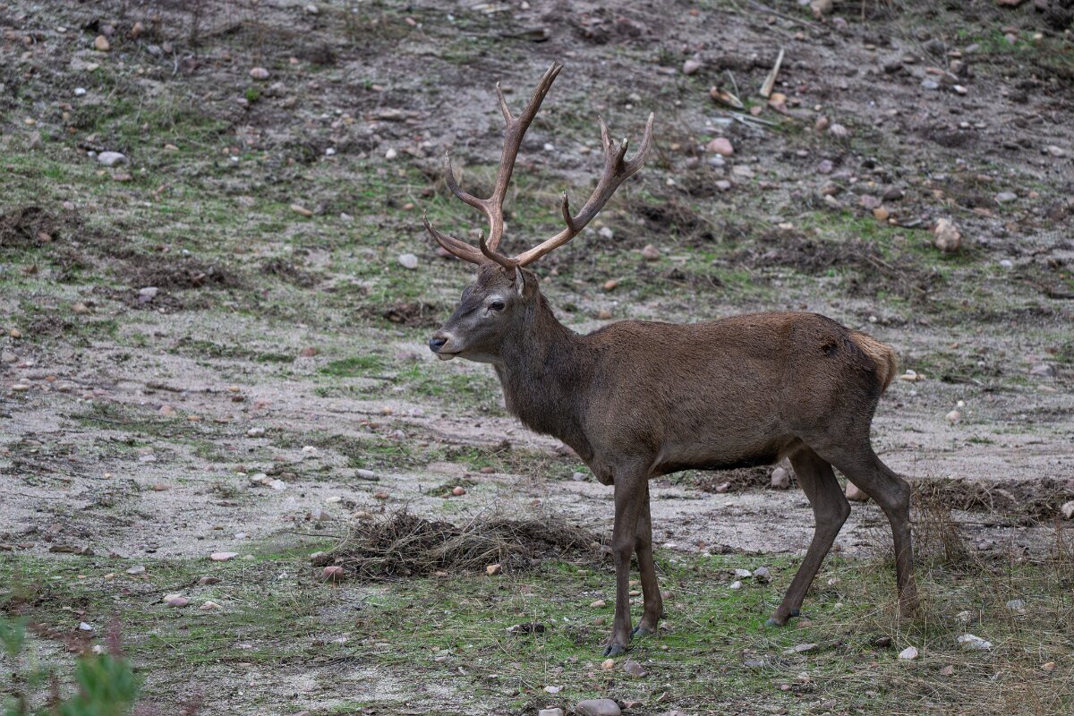 DPPhotography - Andalucia - Red deer - E.jpg - Red deer, Cervus elaphus, male - Sierra de Andújar
