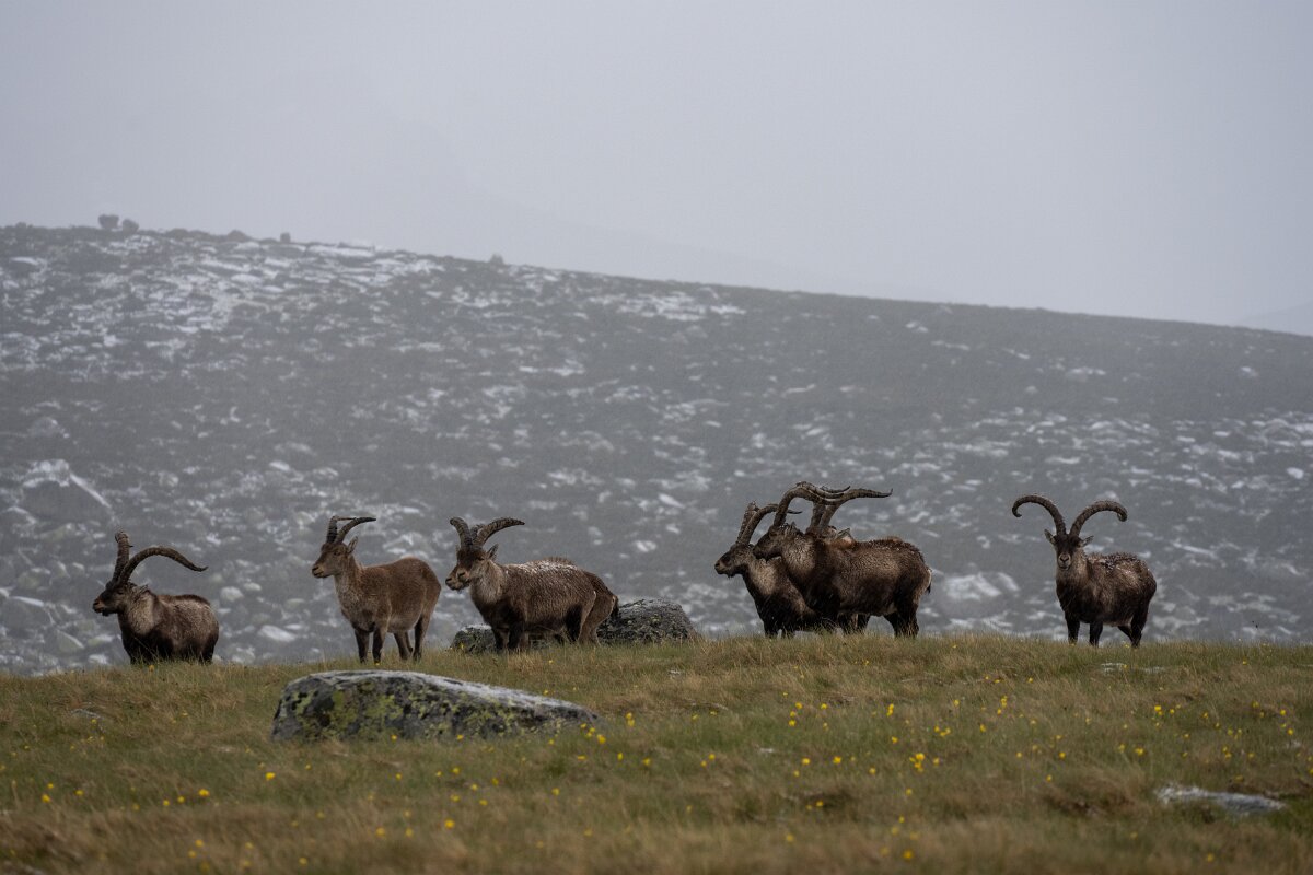 DPPhotography - Extremadura - Iberian ibex - A.jpg - Iberian ibex, Capra pyrenaica victoriae - Plataforma de Gredos, Castilla y León