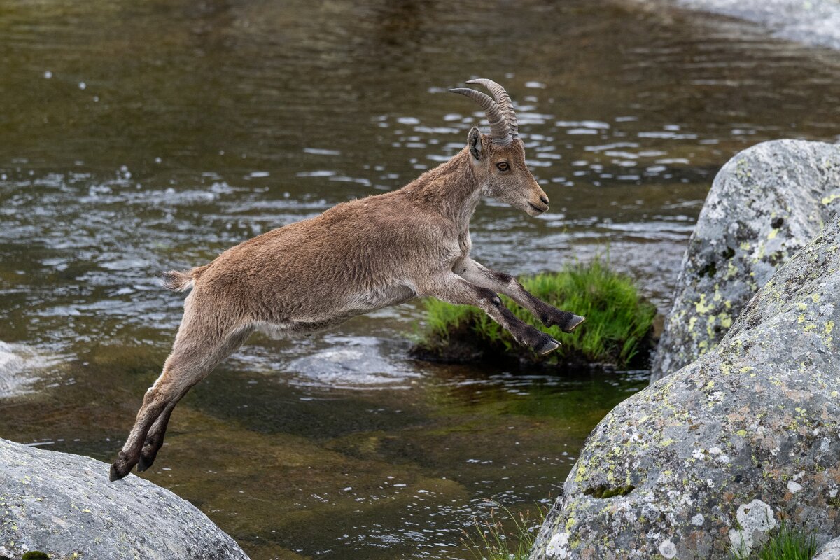 DPPhotography - Extremadura - Iberian ibex - AB.jpg - Iberian ibex, Capra pyrenaica victoriae - Plataforma de Gredos, Castilla y León