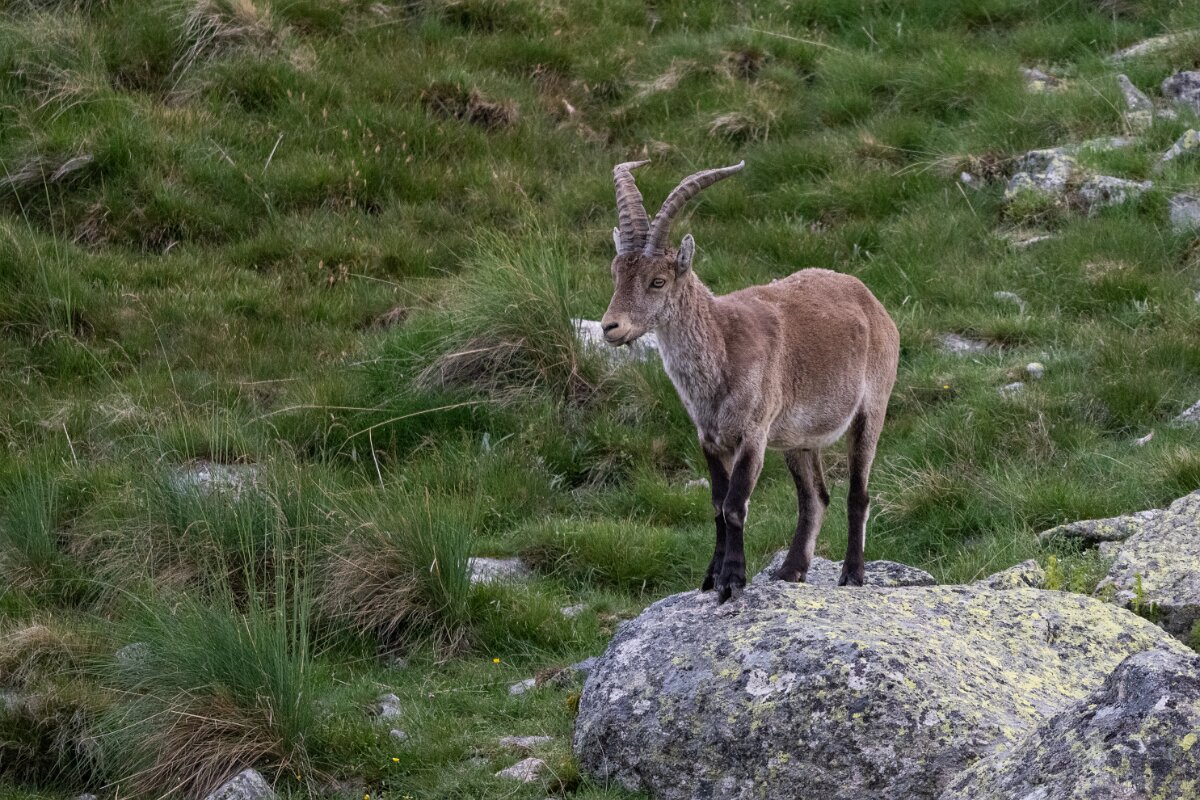 DPPhotography - Extremadura - Iberian ibex - F.jpg - Iberian ibex, Capra pyrenaica victoriae - Plataforma de Gredos, Castilla y León