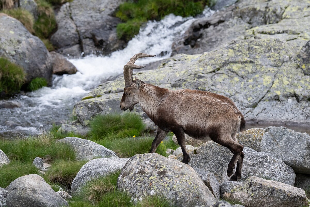 DPPhotography - Extremadura - Iberian ibex - H.jpg - Iberian ibex, Capra pyrenaica victoriae - Plataforma de Gredos, Castilla y León