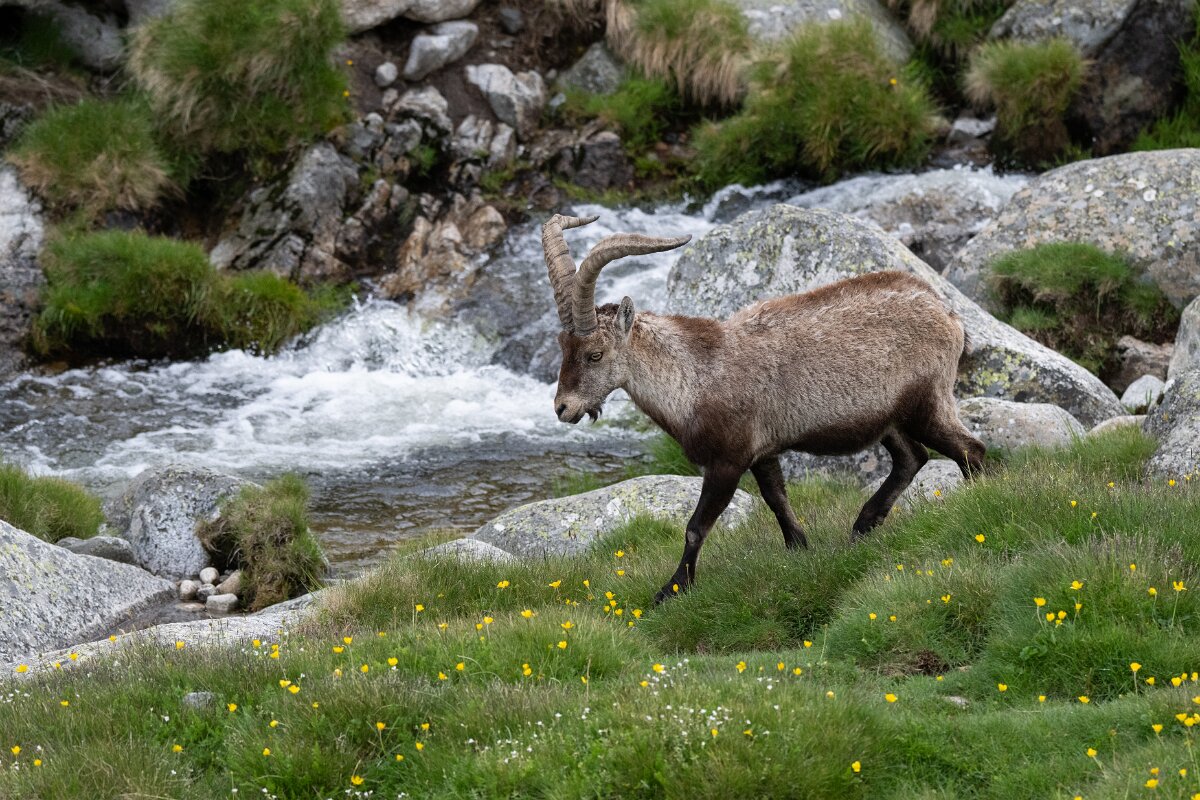 DPPhotography - Extremadura - Iberian ibex - I.jpg - Iberian ibex, Capra pyrenaica victoriae - Plataforma de Gredos, Castilla y León