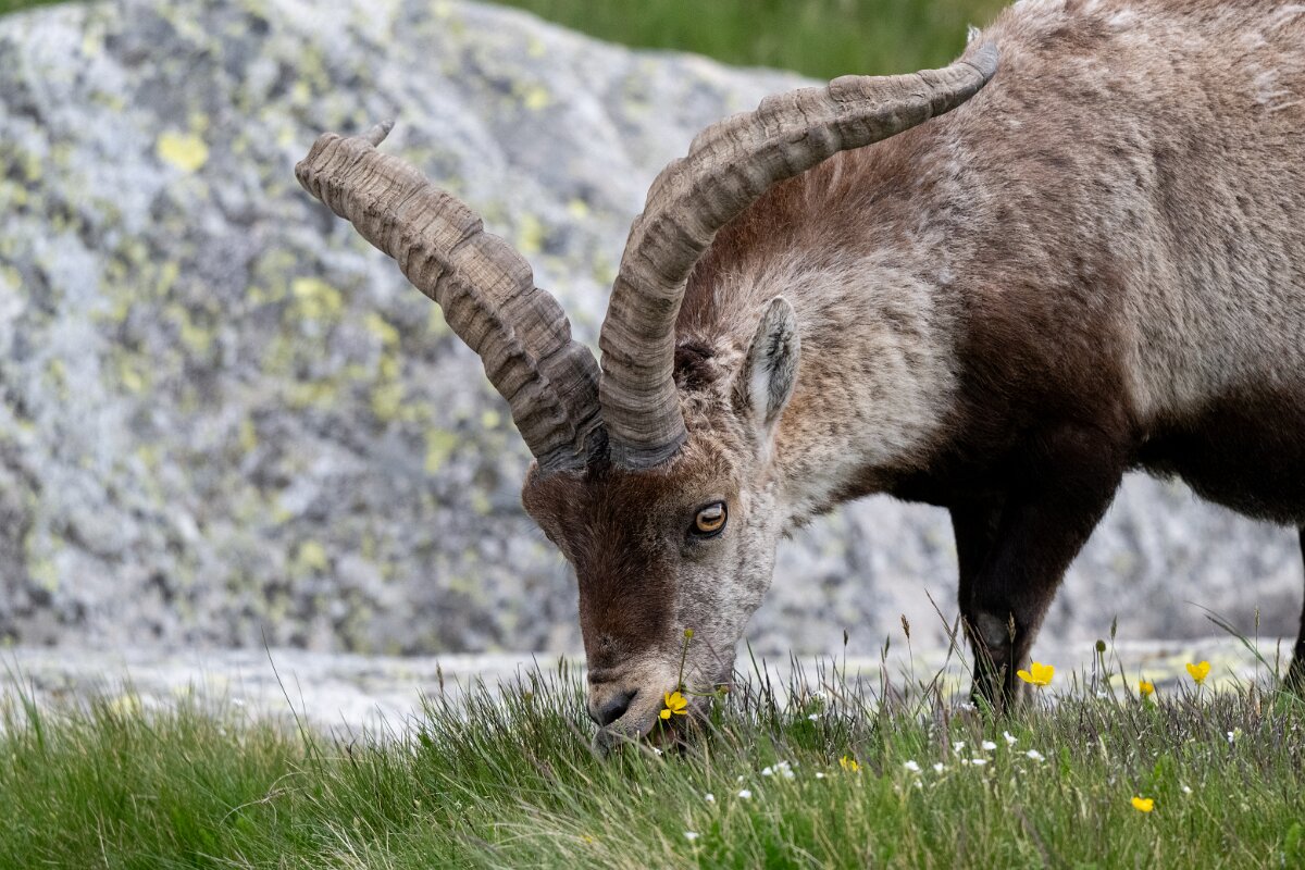 DPPhotography - Extremadura - Iberian ibex - J.jpg - Iberian ibex, Capra pyrenaica victoriae - Plataforma de Gredos, Castilla y León