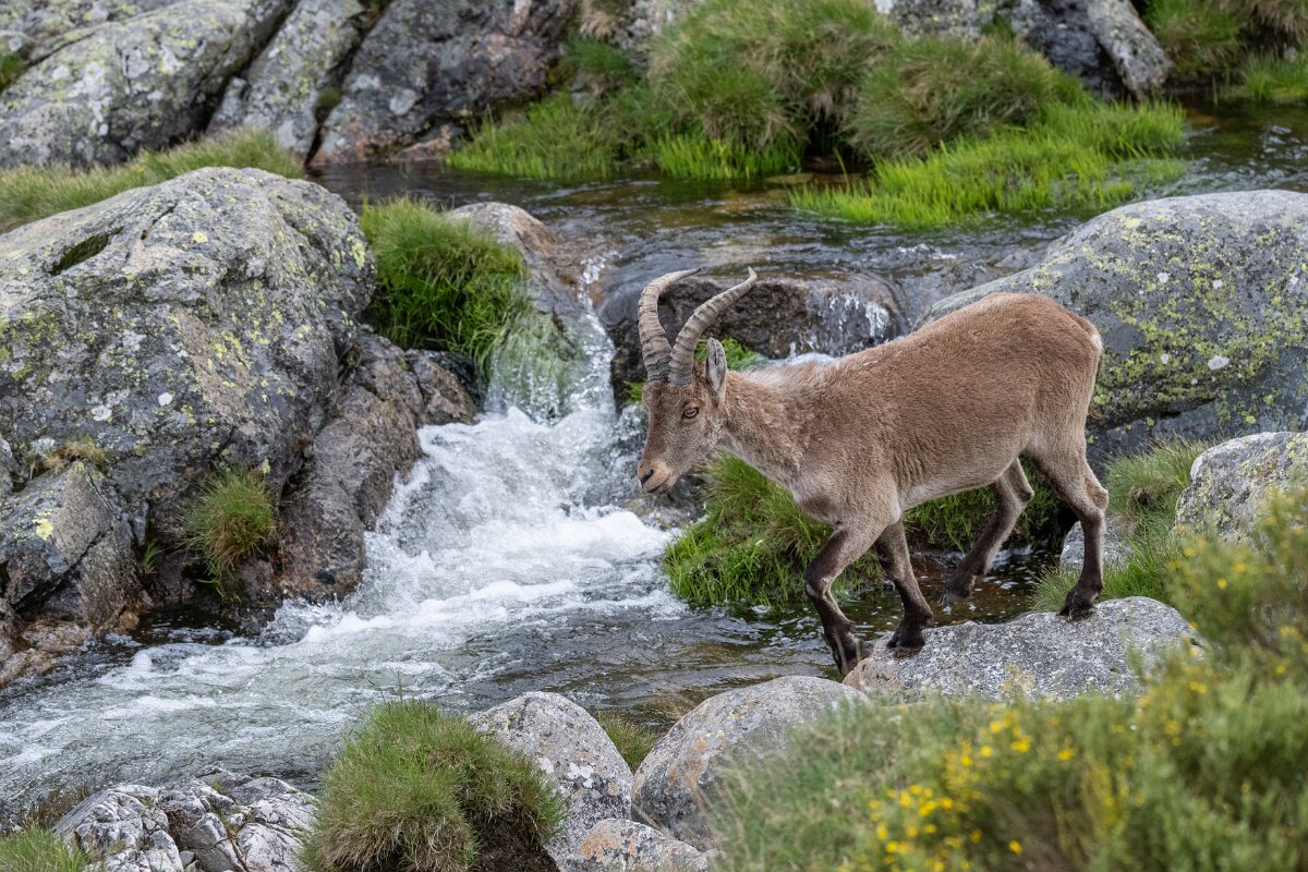 DPPhotography - Extremadura - Iberian ibex - P.jpg - Iberian ibex, Capra pyrenaica victoriae - Plataforma de Gredos, Castilla y León
