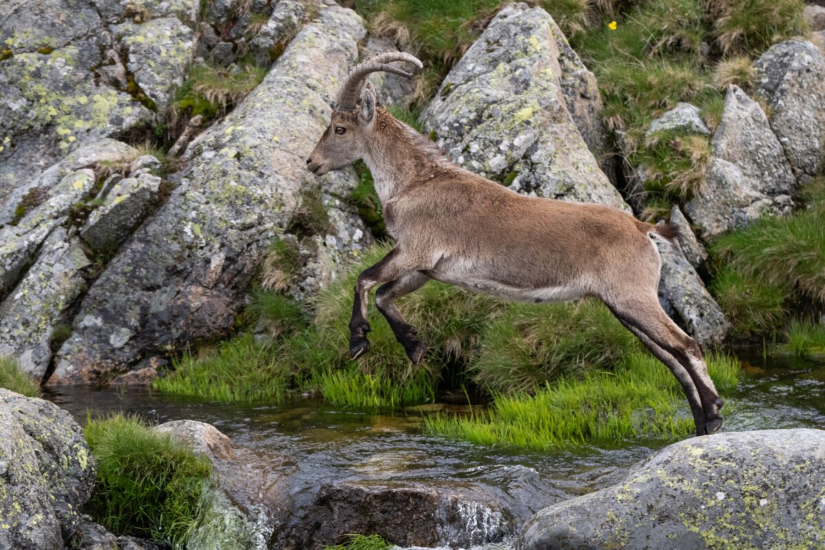 DPPhotography - Extremadura - Iberian ibex - S.jpg - Iberian ibex, Capra pyrenaica victoriae - Plataforma de Gredos, Castilla y León
