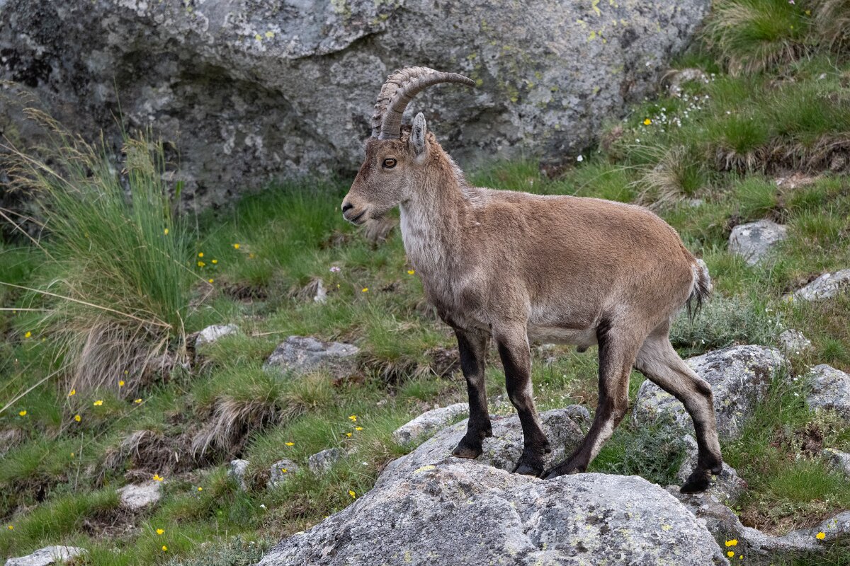 DPPhotography - Extremadura - Iberian ibex - V.jpg - Iberian ibex, Capra pyrenaica victoriae - Plataforma de Gredos, Castilla y León